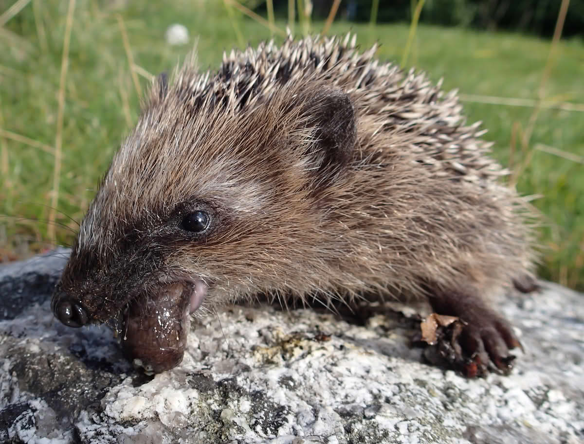 Bilete av ein piggsvin