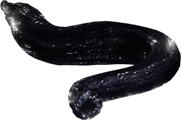 The Leeches