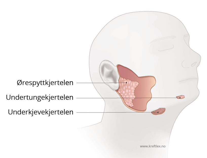 spyttekjertlaren