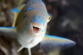 happyfish